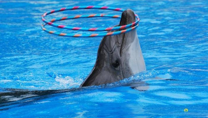 ШОУ ДЕЛЬФИНОВ ИЗ СИДЕ - ЭКСКУРСИИ В СИДЕ