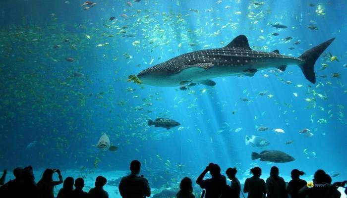 ANTALYA AQUARIUM TOUR FROM BELEK - EXCURSIONS IN BELEK