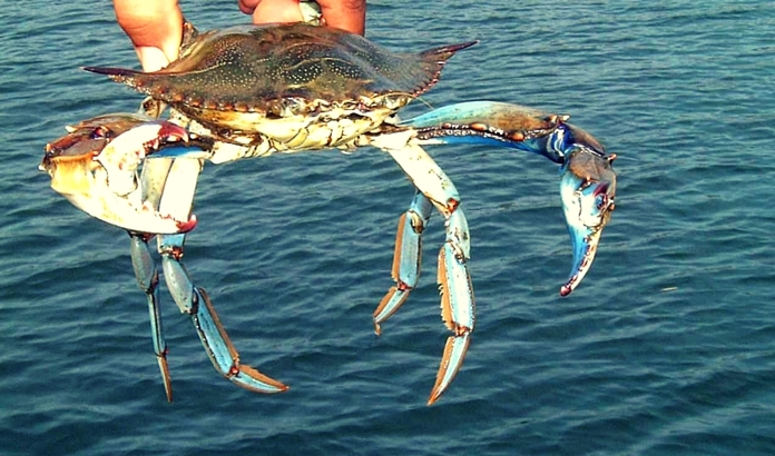 DALYAN TEKNE TURU - MARMARS GEZLECEK YERLER VE TURLAR