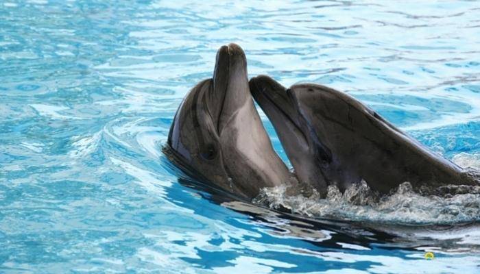 DOLPHIN ISLAND BOAT TRIP IN SIDE - EXCURSIONS IN SIDE