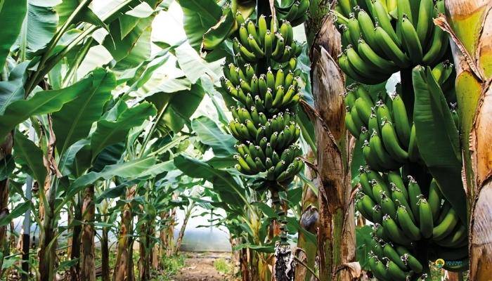 ЭКСКУРСИЯ В АЛАНИЮ ИЗ СИДЕ - ЭКСКУРСИИ В СИДЕ