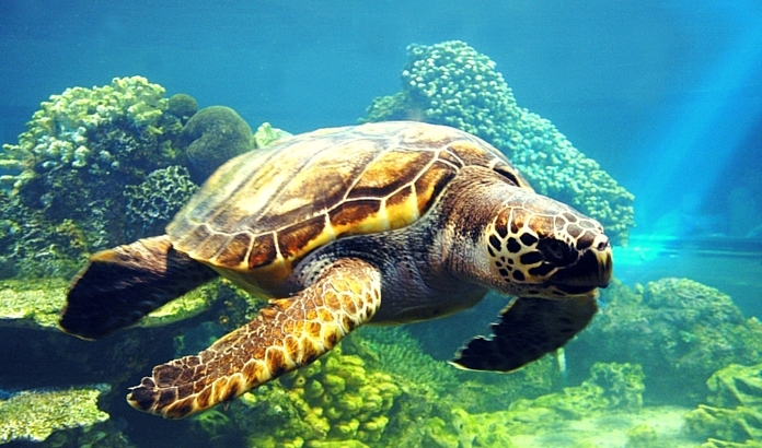 ECEKLER DAHL YUNUS ADASI TEKNE TURU - SDE GEZLECEK YERLER VE TURLAR