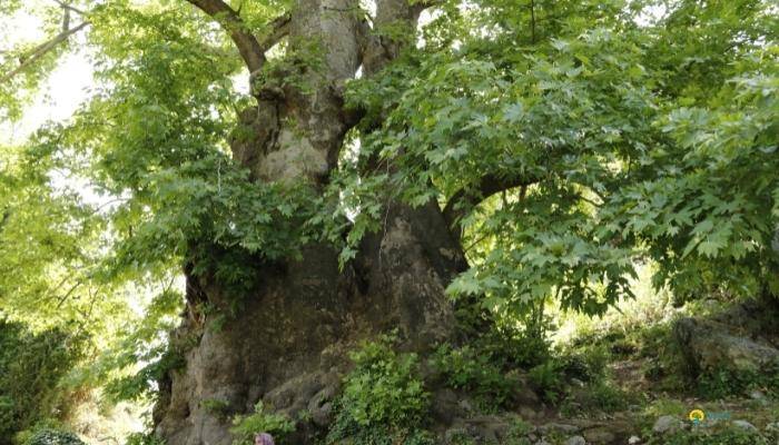 JIP SAFARI IN KEMER - EXCURSIONS IN KEMER