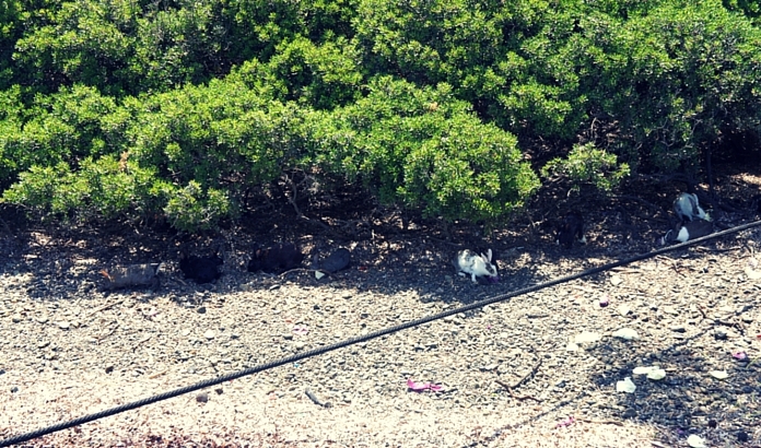 MARMARS HSARN TEKNE TURU - MARMARS GEZLECEK YERLER VE TURLAR