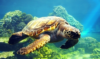 ECEKLER DAHL YUNUS ADASI TEKNE TURU